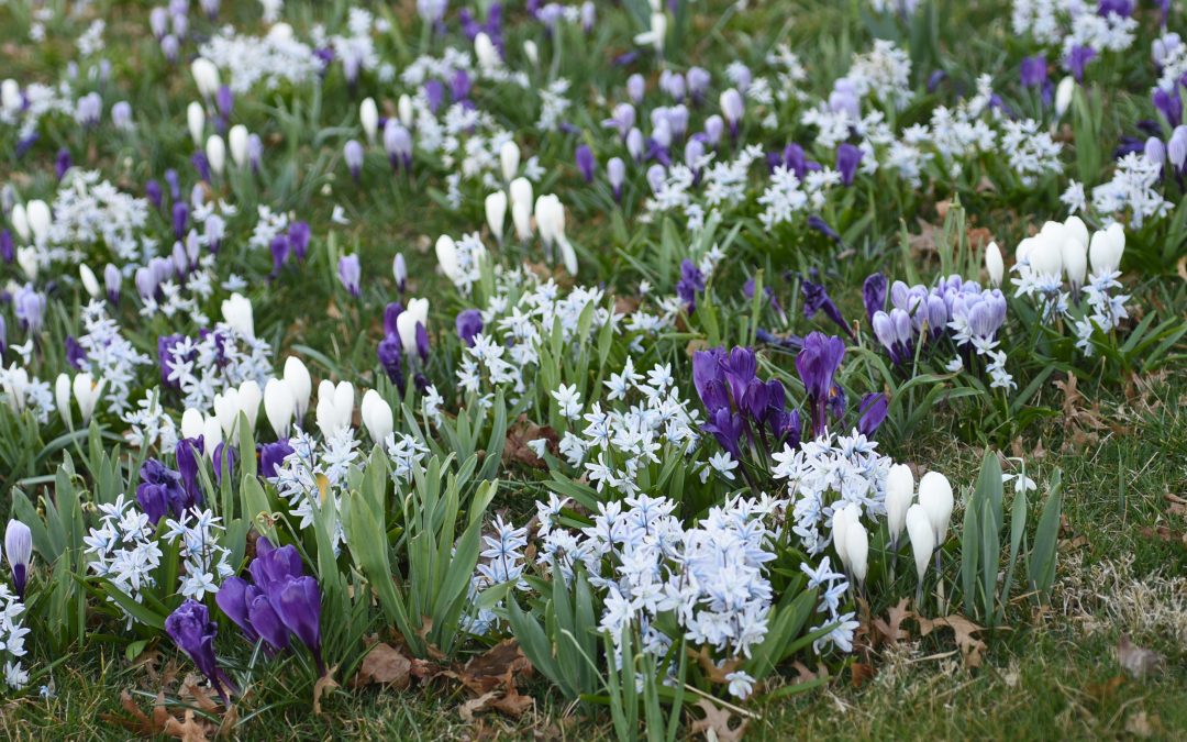 The Crocus Are Coming
