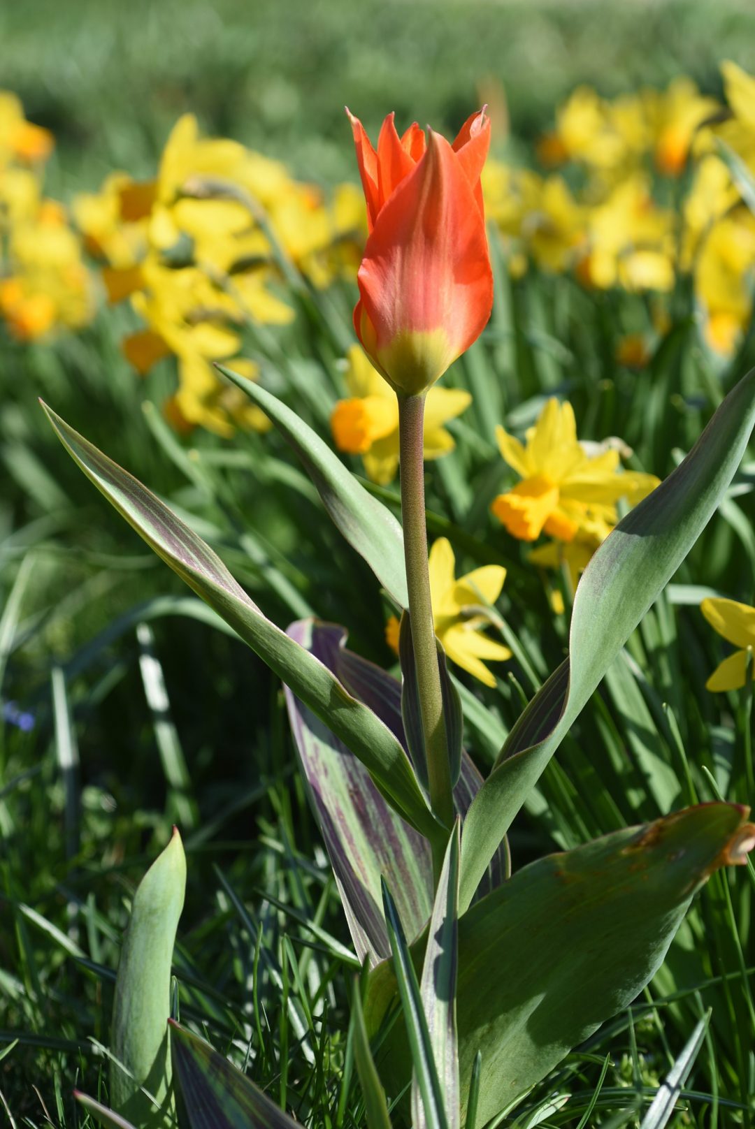 The Gold Standard – Colorblends House and Spring Garden