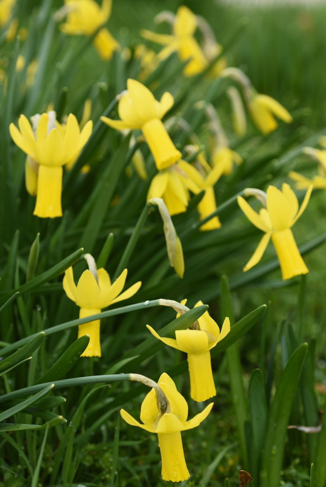 Propelling Spring Forward – Colorblends House and Spring Garden