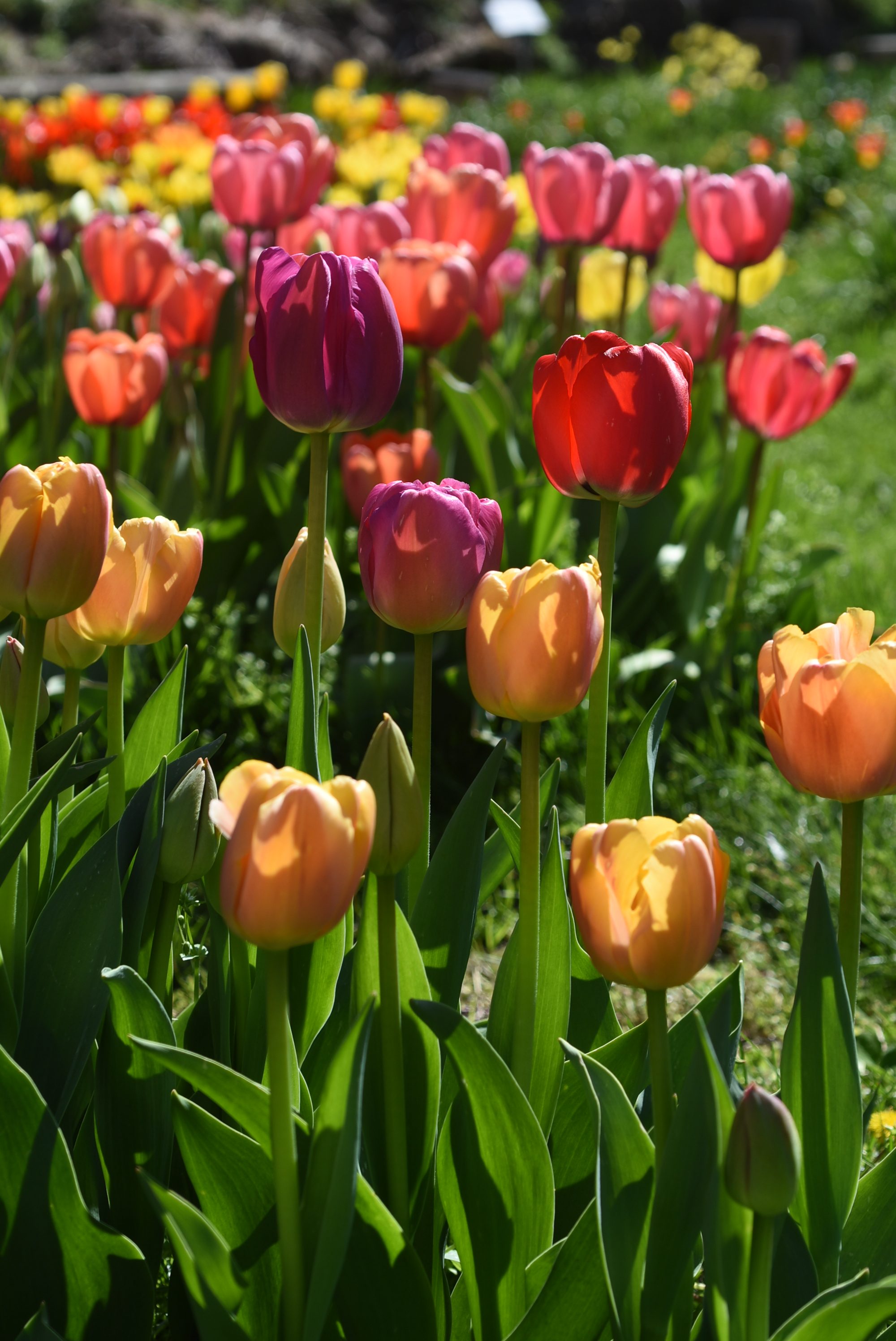 Over the Top Tulips – Colorblends House and Spring Garden