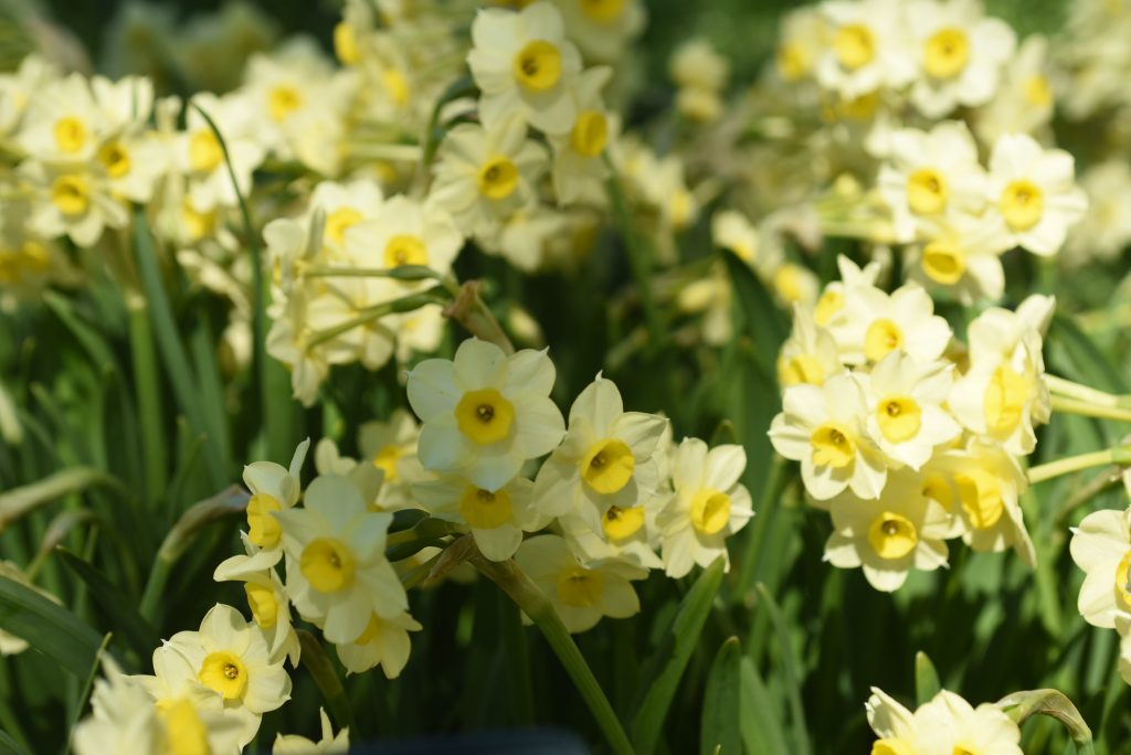 Minnow Daffodil Narcissus, Tulip World