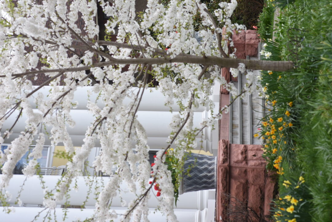 Courageous Color – Colorblends House and Spring Garden