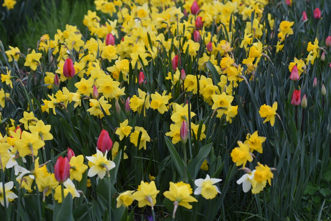 The Scents of Spring – Colorblends House and Spring Garden