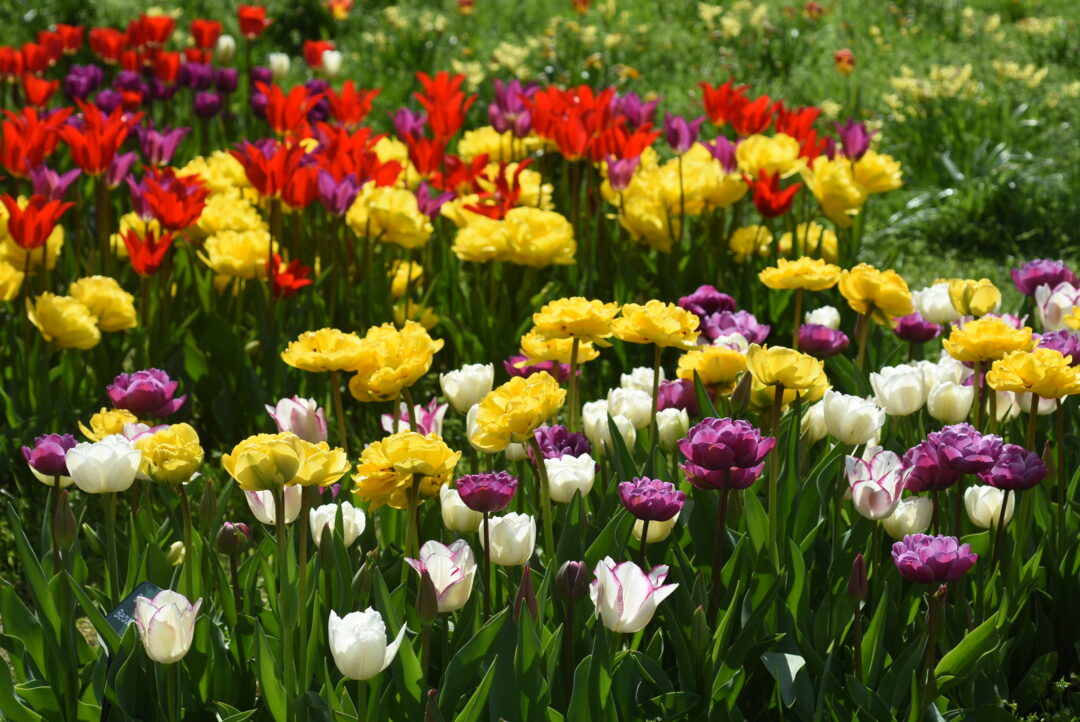 Double Vision – Colorblends House and Spring Garden